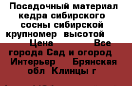 Посадочный материал кедра сибирского (сосны сибирской) крупномер, высотой 3-3.5  › Цена ­ 19 800 - Все города Сад и огород » Интерьер   . Брянская обл.,Клинцы г.